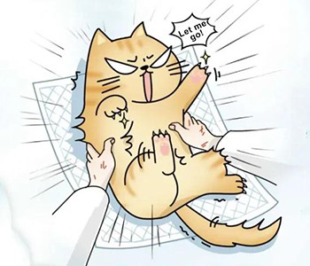 Dab tsi yog Qhov Sib Txawv Ntawm Cov Tshuaj Txhuam Hniav Thiab Sedation? 5 Yu...