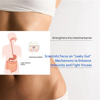 Cov kws tshawb fawb tsom mus rau Leaky Gut Mechanisms txhawm rau txhim kho ke...