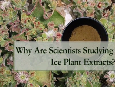 Vim li cas cov kws tshawb fawb kawm Ice Plant Extracts