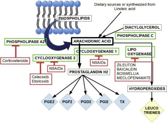 phospholipase A2